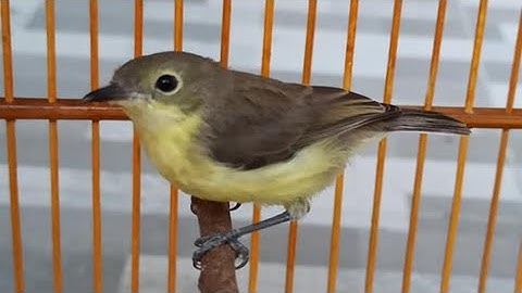 Suara Kicau Burung Remetuk Laut Nyuling GACOR Cocok Buat Masteran Tledekan Gunung Atau Bakau & SRDC