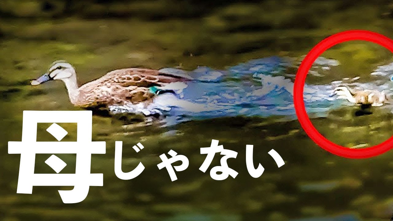 悲劇】迷子のカルガモの赤ちゃんが母を間違えてしまう【身近な生き物語