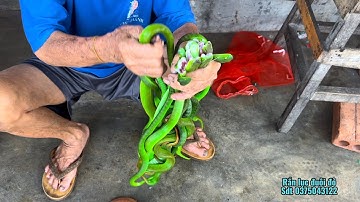 Nghề bắt rắn lục đuôi đỏ cực độc bằng tay ko it ai dám làm chỉ có cao nhân mới làm được