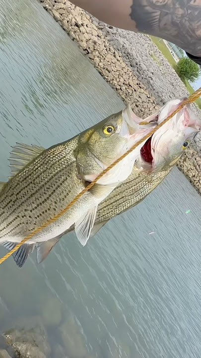 Jigging for hybrids at the spillway! #fishing #wipers #stripedbassfishing #spillway #fyp #dfw