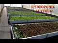HYDROPONIC LETTUCE|Reynolds MotoVlog