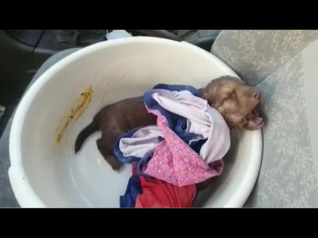 Heartbreaking of a tiny puppy can not stop screaming in pain, what happend to him class=