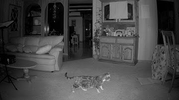 Reolink Captures: When Cat Clears Dinner Table