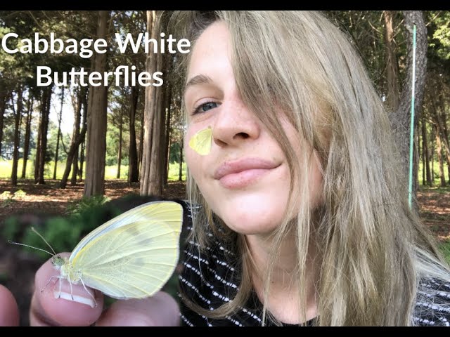 Raising Cabbage White Butterflies 