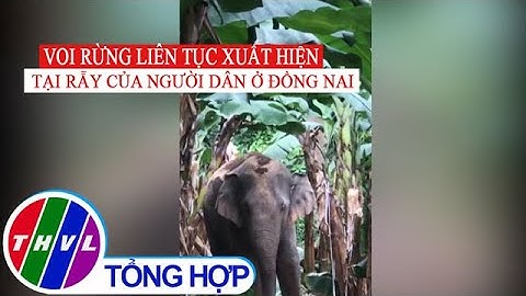 Voi rừng liên tục xuất hiện tại rẫy của người dân ở Đồng Nai