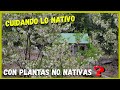 Lo NO nativo es malo? ❌ | Proteger el MONTE NATIVO con acacia blanca NO nativa 🌿
