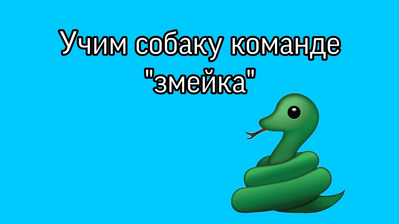 Команда змейка. Команда змейка для собаки. Как научиться команде змейка. Команда змейка для собаки как научить. Как выучить команду змейка с собакой.