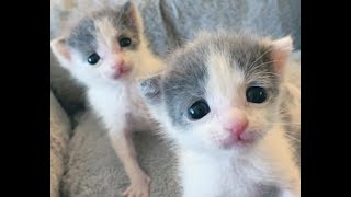 Twin Kittens Best Friends by Love Meow 57,866 views 2 years ago 1 minute, 14 seconds
