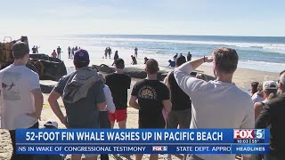 What Happened To The Whale In PB? Expert Explains Possible Causes