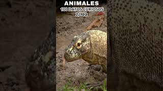 100 DATOS CURIOSOS SOBRE ANIMALES - DATO NÚMERO 2. #curiosidades #animalshorts