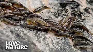 Incredible Fish Climbing Waterfalls With Their Mouths