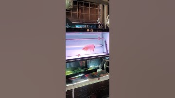 Cá rồng ăn rết | tập cá rồng ăn sung | mồi cá rồng thích nhất | Tài nuôi cá