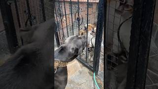 Jackrussell Vs Canecorso