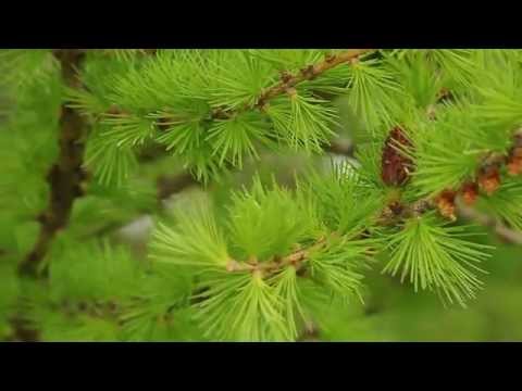 Video: Japanese Larch (40 Mga Larawan): Paglalarawan Ng Larch Ni Kempfer, Mga Pagkakaiba-iba Ng Larch Na Pinong-scale Na 