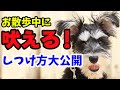 【犬のしつけ　吠える】お散歩で人や犬に吠える子は、どうやったら直る？～お散歩の練習方法を大公開～〖犬のしつけ幼稚園＠神戸〗byかずま先生