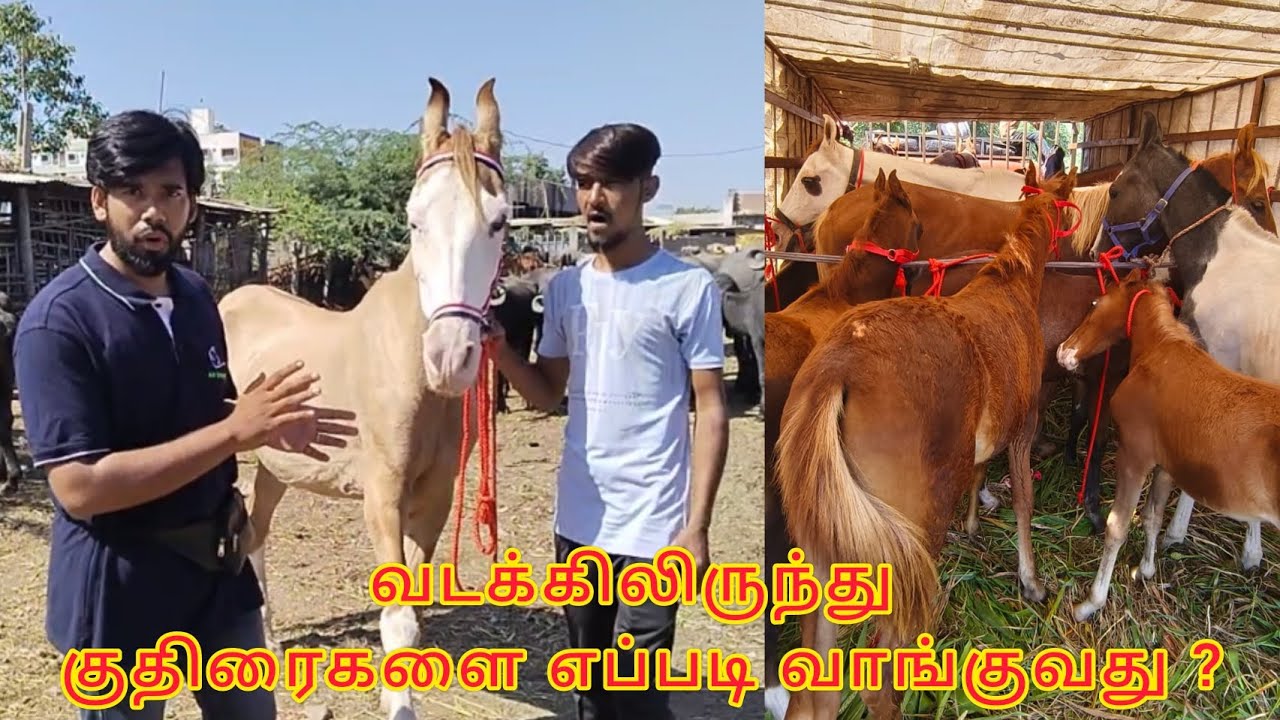 How to purchase horses from north to south | வடக்கிலிருந்து குதிரைகளை எப்படி வாங்குவது