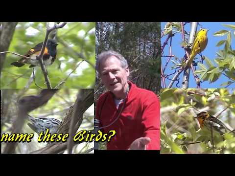 Video: Grey warbler: paglalarawan, tirahan, pagpaparami at pag-iingat sa bahay