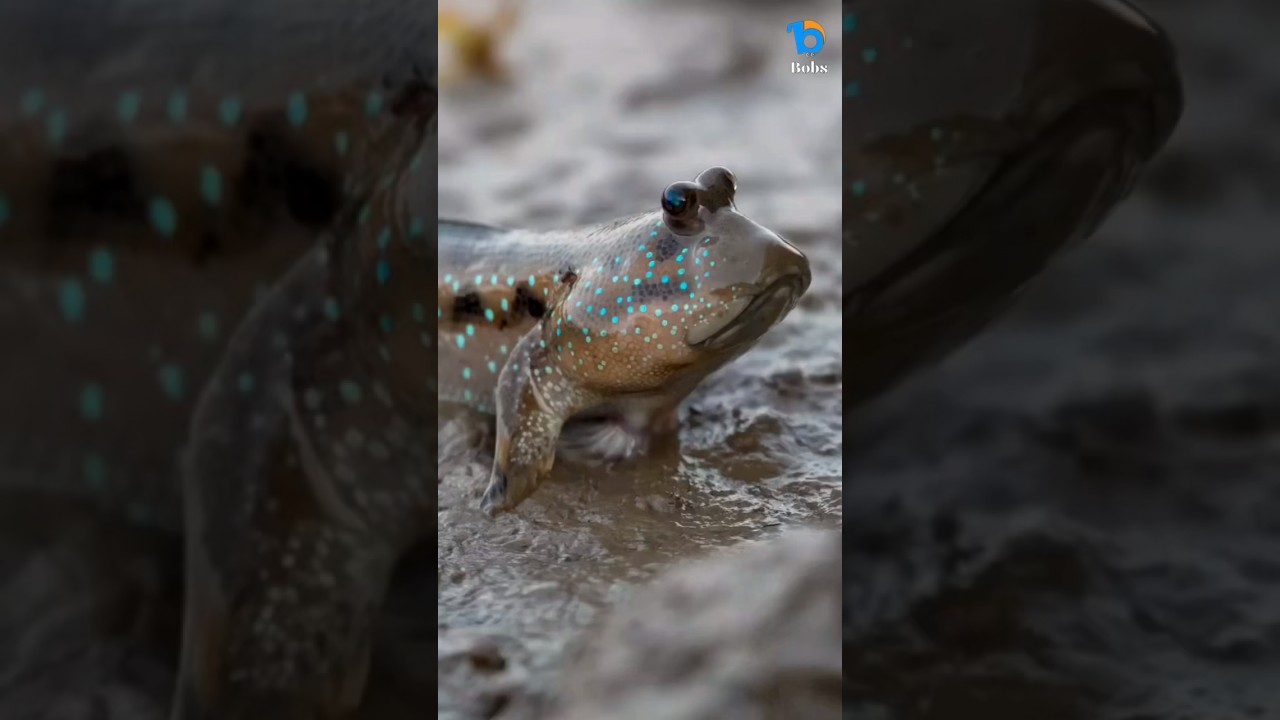 Илистый прыгун — рыба, которая может ходить по суше