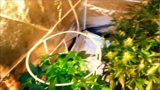 flowering tent update