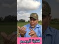 البرسيم