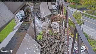 Cornell Red-tailed Hawks 18.05.2024 13:42
