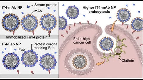 PEG-PLGA from PolySciTech used in development of FN14 targeted nanoparticles for breast cancer