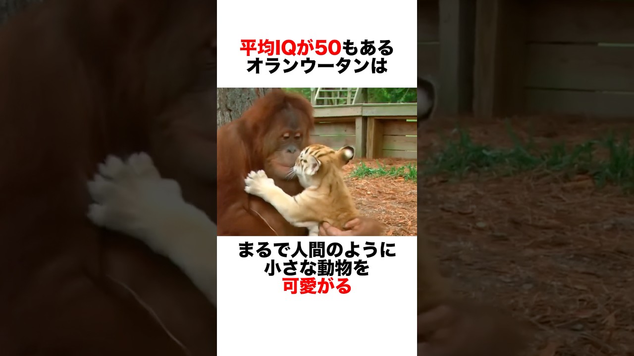 賢いオランウータンがトラの赤ちゃんをお世話する🥰　#動物 #自然 #animals #雑学