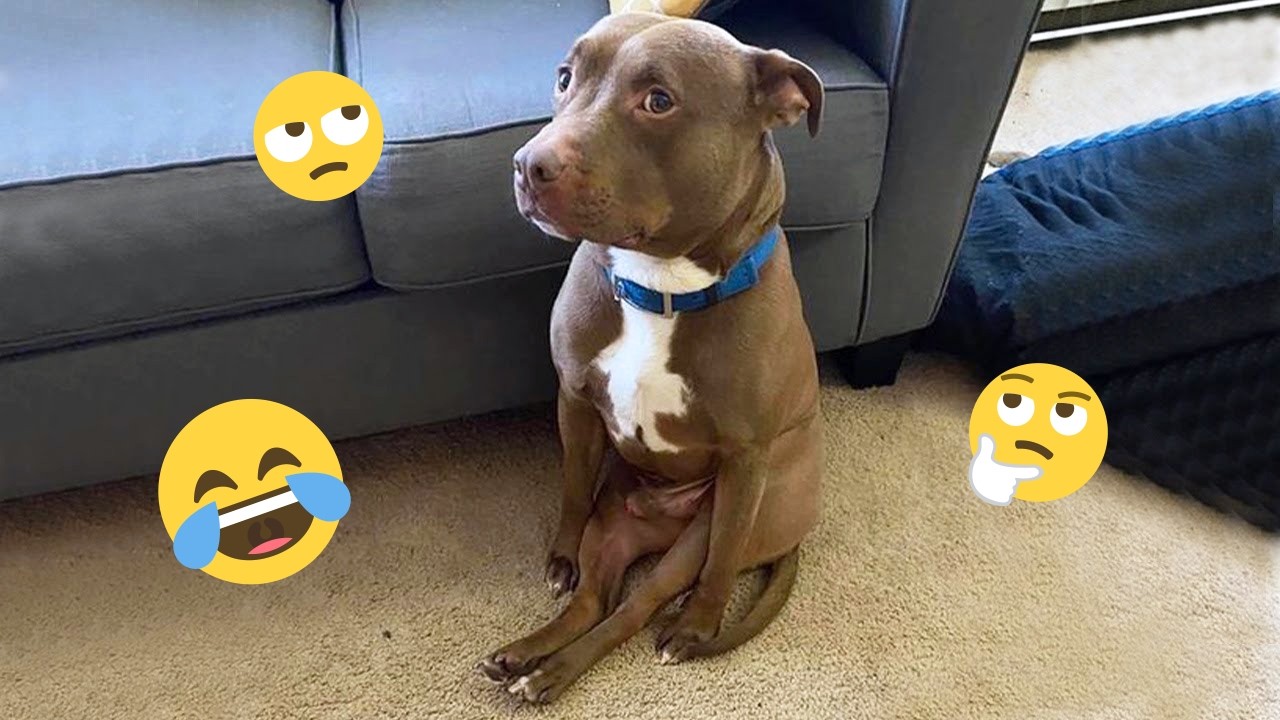Try Not To Laugh 🤣 Most Watched Funny Dog Videos Compilation 🐶🤣#15