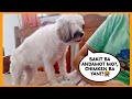 SHIH TZU, KUMAKAIN NG MAANGHANG, WALANG PATAWAD, UBOS AGAD! 😱 | PRINCESS SHIH TZU FUR LIFE