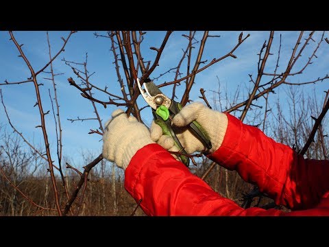 Обрезка груши Снижение кроны дерева