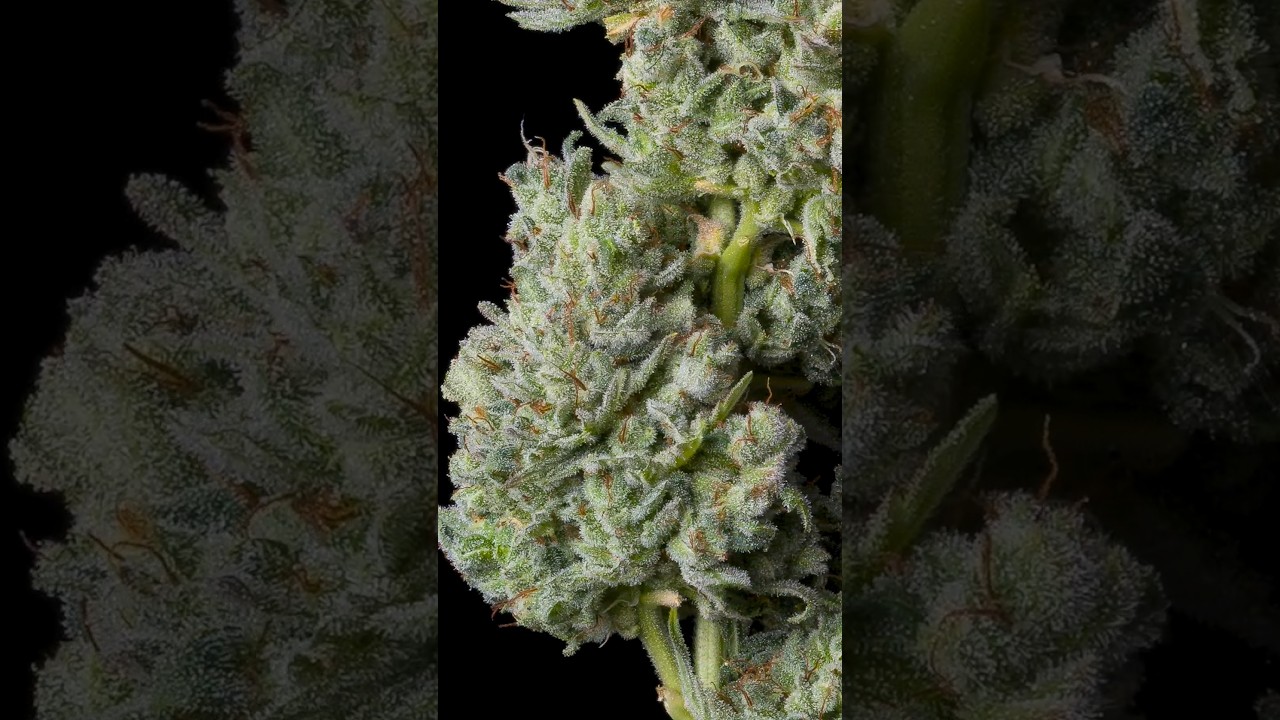 Nova OG Auto 🌳📸