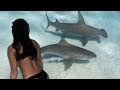 The bimini story  freediving with tiger sharks  hammerhead sharks in the bahamas