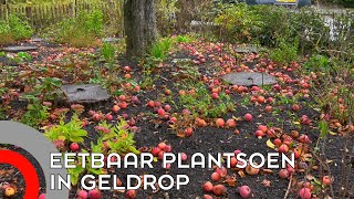 Eetbaar Plantsoen In Geldrop Officieel Geopend