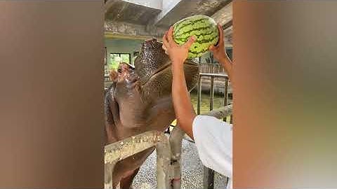 Try Not To Say WOW Challenge! Satisfying Video that Meditates You Before Sleep #60