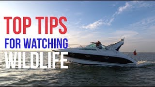 Looking after our wildlife - Top tips on how to view marine wildlife safely
