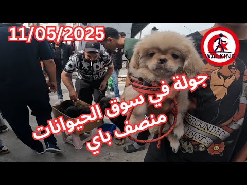 جولة في سوق الحيوانات منصف باي 11 05 2025