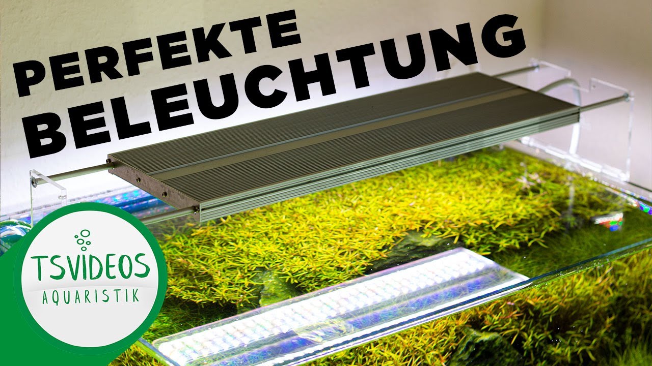 Aquarium LED Beleuchtung - Finde die perfekte Beleuchtung für dein