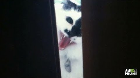 Lux the 911 Cat | My Cat From Hell