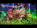 Perawatan/Maintenance Aquascape Non CO2 80 cm