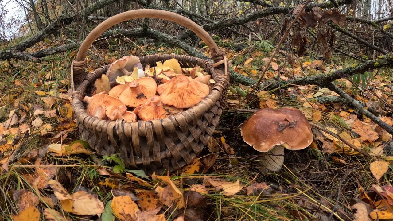 Білий, Рижики, Шампіньйони та інші Гриби у Листопаді