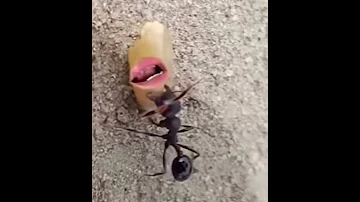 نملة قليلة الادب 