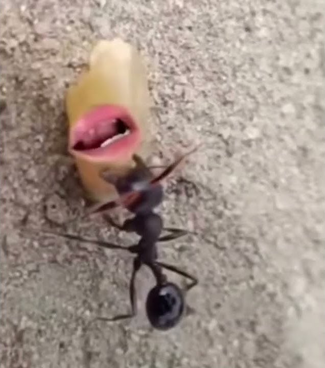 نملة قليلة الادب 🐜😡