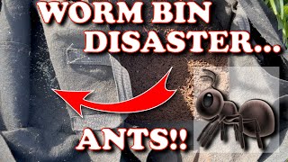 Major Ant Infestation In My Worm Bin! | Vermicompost Worm Farm