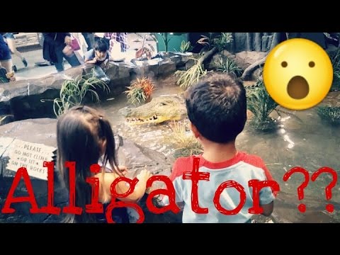 Kids Feeding Alligator! - YouTube