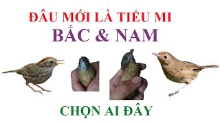 PHÂN BIỆT DÒNG HỌ CHUỐI TIÊU VÀ TIỂU MI BẮC NAM
