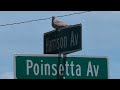 Cape Canaveral residents alarmed by dead mourning doves