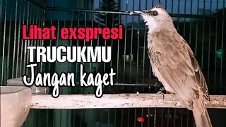 LIHAT EXSPRESI TRUCUKMU SETELAH DENGAR TRUCUK INI BAKAL EMOSI PARAH