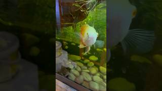 Download Lagu Enorme voeding! #vis #aquarium #vissenkom #viraal #fyp MP3