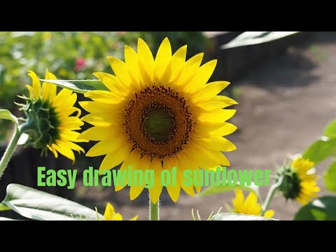 Easy drawing of sunflower for biggeners