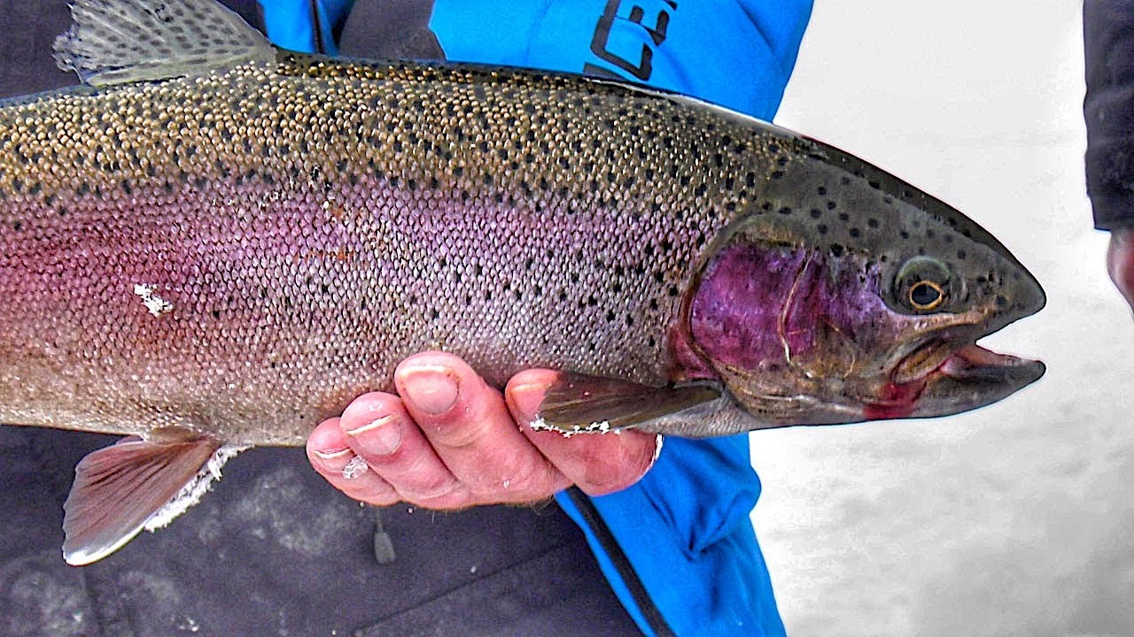Ice Fishing Rainbow Trout